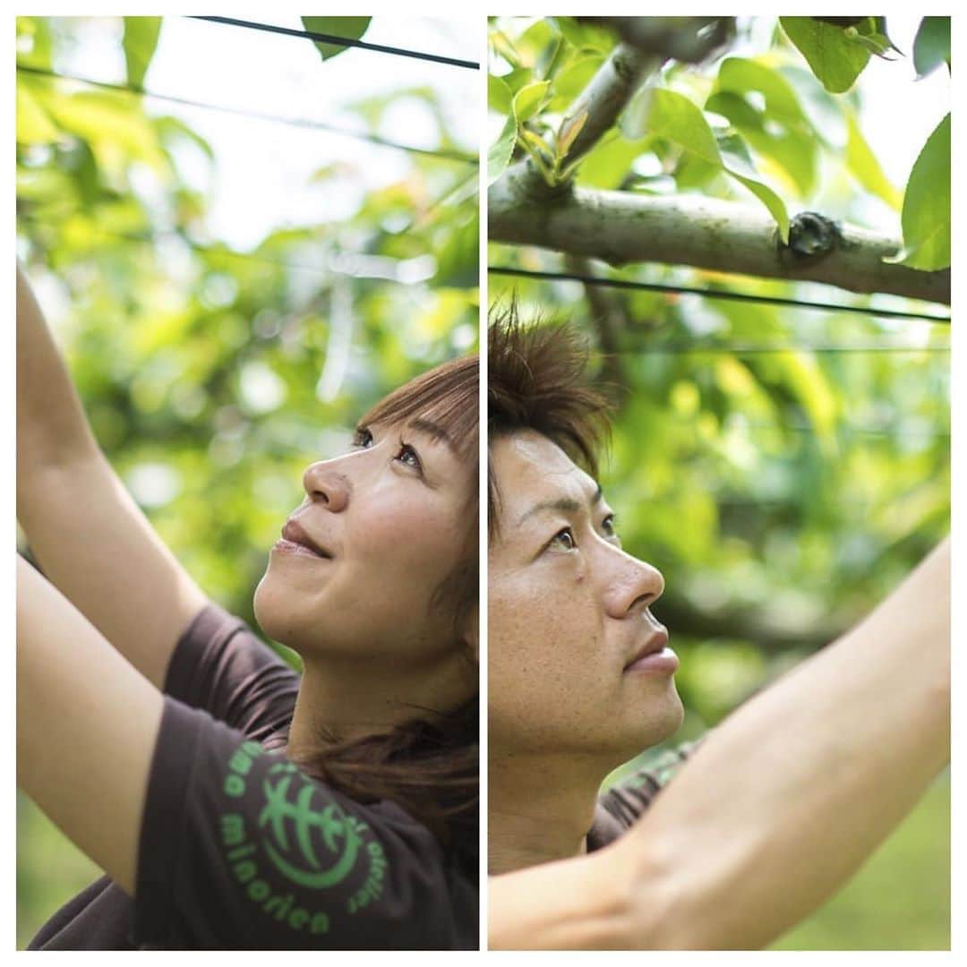 LDH kitchenさんのインスタグラム写真 - (LDH kitchenInstagram)「. @ldhfarm_official  🚛〜LDH farm〜🚛  《Farmers Market》 ・ 【旬の品種をお届け！元パティシエがつくるこだわりの梨(4Lサイズ：11～12玉)】 ・ 食べればわかる！！ 旬の果物 『梨』を"日本一キレイな梨園”からお届けします🚛 ✨・ 皆様にはより美味しい梨を味わって頂くため、早朝から甘そうな梨を収穫し、できる限り、その日のうちに発送するようにしています‼︎ ・ ［株式会社アグリスリー］の「城山みのり園」は、梨の生産量日本一の千葉県の横芝光町で梨を栽培しています👩‍🌾・ 海に囲まれた温暖な気候と火山石灰土壌であることから、梨の栽培にとっては非常に恵まれた環境にあります🌳・ 梨園の園主である實川(じつかわ)さんは、元パティシエという経歴の持ち主。・ その"パティシエならでは"の経験を活かした梨づくりで自らも納得のできる美味しい梨を追及しています🧐 ・ ・ LDH farmでは、全国の素晴らしい生産者との取り組みとして、産地直送の農産物を販売しております。・ ・ 注文方法や詳細は、LDH farmのホームページより、ご確認ください。 ・ 【商品詳細】・ 梨 4Lサイズが11～12玉・ ※品種は下記のように、時期によって変わります。・ ①幸水(～8月下旬）・ シャッキっと甘くて水分たっぷり。日本梨の代表品種の1つです。・ ②豊水（8月下旬～9月上旬）・ 果汁たっぷりで、適度な酸味が濃厚な甘みを引き立てます。・ ③あきづき（９月中旬～9月下旬）・ 肉質がきめ細かく甘さも濃厚で綺麗な真ん丸形をしてます。・ 5,255円(税込5,675円) ・ 【送料】・ 送料無料🚛 ・ 【生産地】・ 千葉県山武郡横芝光町 ・ 【収穫/発送時期の目安】・ 8月～10月上旬・ ※その月に収獲できる旬の品種をお届けします。（幸水、豊水、あきづきなど） ・ 【保存方法】・ 高温多湿を避け、冷暗所で常温保存してください。・ お召し上がりの1時間前に冷蔵庫に入れてからお召し上がり頂くのがオススメです。 ・ ・ ■ご注文：LDH farm（https://www.ldhfarm.co.jp/product/） ・ __🌳🌳🌳🌳🌳🌳__ ・ @ldhfarm_official ・ のプロフィールURLからご購入いただけます🤗  ____________________________________ #LDHfarm #FarmersMarket #eatveggies #おうち時間 #LDHJAPAN #LDHkitchen #farmer #千葉 #横芝光町 #梨 #アグリスリー #城山みのり園」8月31日 6時26分 - ldhkitchen_official