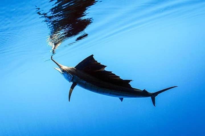 Costa Sunglassesのインスタグラム：「Windless wind-up. 📷: @steve_doughertyphotos @captain_jason_stock #SeeWhatsOutThere #BornOnTheWater」