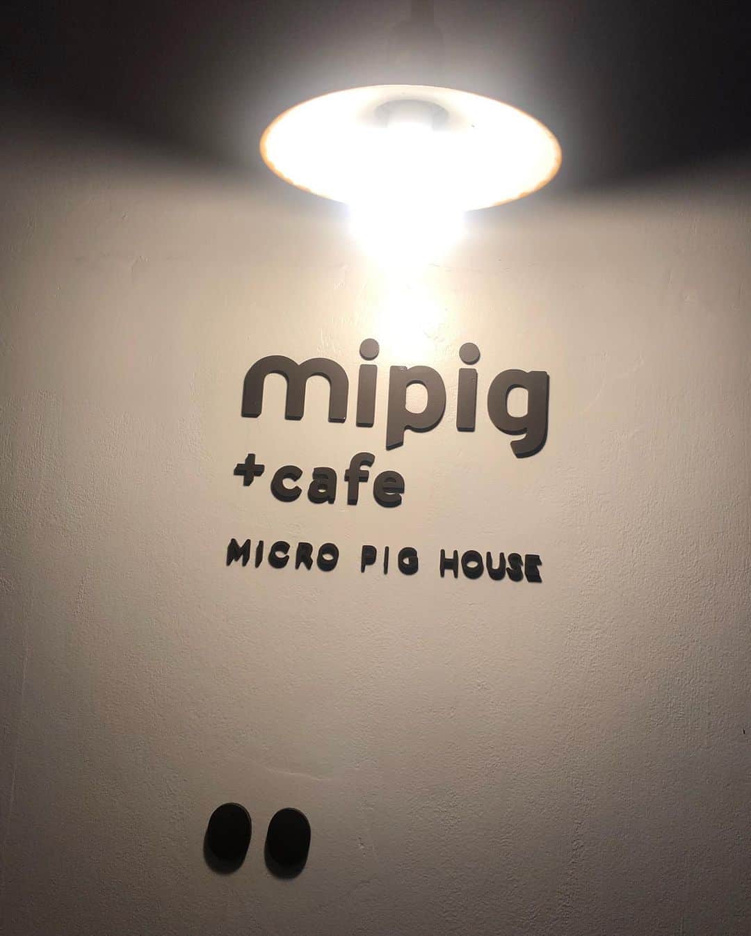 吉永愛さんのインスタグラム写真 - (吉永愛Instagram)「マイクロブタのあんこちゃん🐷 昨日は、思いたって以前から気になってたマイクロブタ専門店『mipig cafe』さんへ🐷 30分単位でご予約するシステムで、ワンドリンク注文して、マイクロブタちゃんたちと遊べます🐷 とても、懐っこくて…可愛いかったです❤️ @mipigcafe  #mipigcafe  #マイクロブタ  #目黒 #マイピッグカフェ  #カフェ巡り  #ぶた #ミニブタ」8月31日 7時00分 - a.i.yy