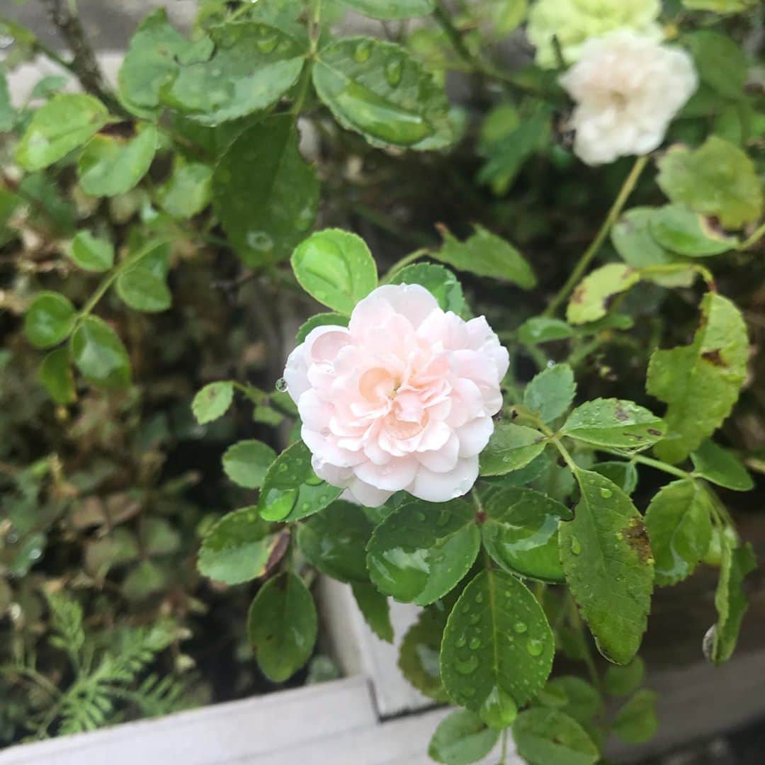 日暮愛葉さんのインスタグラム写真 - (日暮愛葉Instagram)「五つ目が咲いた！ ありがとう！  #ミニ薔薇 #薔薇 #バラ #rose #smallrose #flower #flowers #wish #hope #pinkandwhite」8月31日 7時05分 - aiha_higurashi