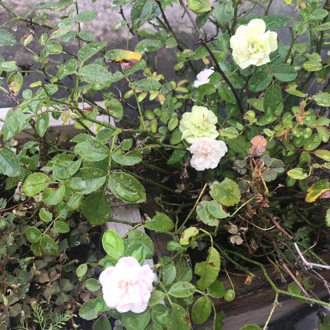 日暮愛葉さんのインスタグラム写真 - (日暮愛葉Instagram)「五つ目が咲いた！ ありがとう！  #ミニ薔薇 #薔薇 #バラ #rose #smallrose #flower #flowers #wish #hope #pinkandwhite」8月31日 7時05分 - aiha_higurashi