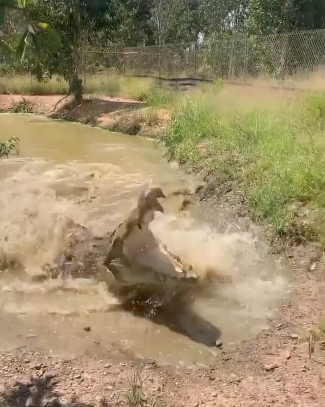 WildLifeのインスタグラム：「@discovercrocodiles 🐊 by @mattwright Hey gang, be careful where ya swim this dry season and remember Salt water crocs live all through fresh water creeks steams and water holes. Has anyone found a salt water croc a long way from the ocean, love to hear ya stories. #crocwise @topendsafaricamp #crocs #crocodile #australia」