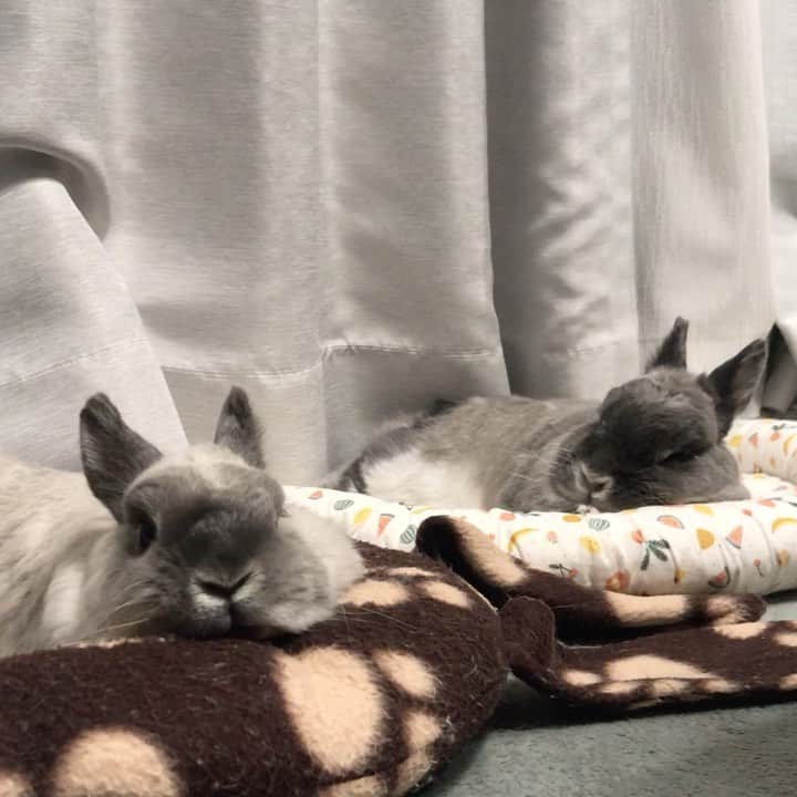 gon&hana&kaeのインスタグラム：「✨ 華子…カメラ目線からのグータラ🙄 まぁしかしこの親子… やっぱり親子なんだなぁ〜とつくづく思う🤣  駄菓子菓子！ ケージの中に居る楓の孫のちゃぽ(五郎八)をパッと見ると… やっぱり同じグータラしてた🙄 ￣(=`h´=)￣(=`k´=)￣ｳｫｰｰｯ✨ #華楓#うさぎ#ふわもこ部#ネザーランドドワーフ #netherlanddwarf#bunny#rabbit#weeklyfluff#lapin#🐰#福岡#バニーズサンクチュアリ」