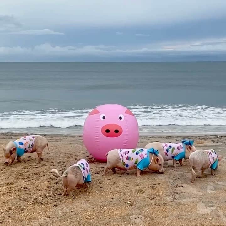 Priscilla and Poppletonのインスタグラム
