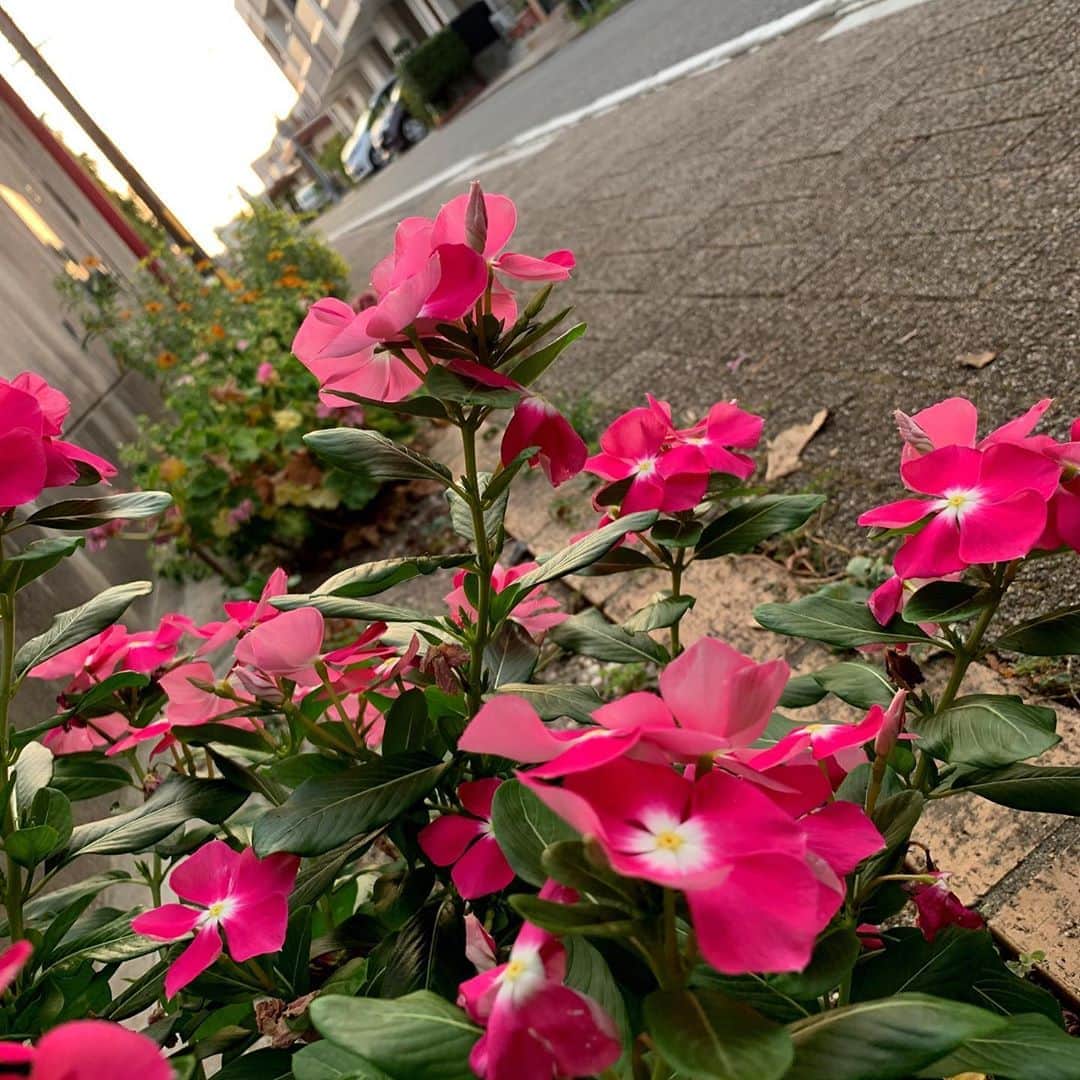 のインスタグラム：「夕方から配り始めたポスティング。 今日は過去最高の1500部を配り歩いた。 普通に手に数百部（最高400部）ずつ持ってやっている（非効率）ので、手がもうまともに上がらない。 明日は上腕二頭筋筋肉痛確定です。 . 路傍に咲く花が、街並みに沈んでゆく太陽がきれいでした。 . #ポスティング道 #ポスティング」