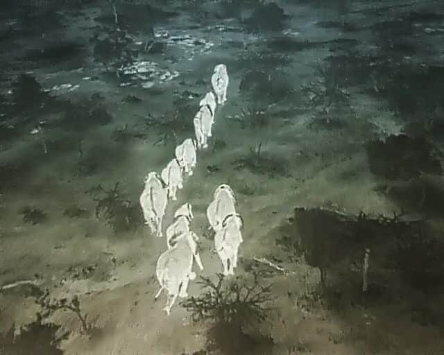 のインスタグラム：「Video by @davidchancellor  Conflict between elephants and farmers is of increasing concern for communities in the Maasai Mara, Kenya. The Mara Elephant Project is currently piloting the use of an unmanned aerial vehicle (a drone), outfitted with a thermal camera to locate herds, to move elephants safely out of farms, where they raid crops at night. The noise of the drone, which some believe could sound similar to a swarm of bees, spurs their movement. In this clip, an elephant called Ivy and her herd are  successfully pushed out of a farming area and back into the safety of a community conservancy. Follow me @chancellordavid @maraelephantproject @kenyawildlifeservice for more.」