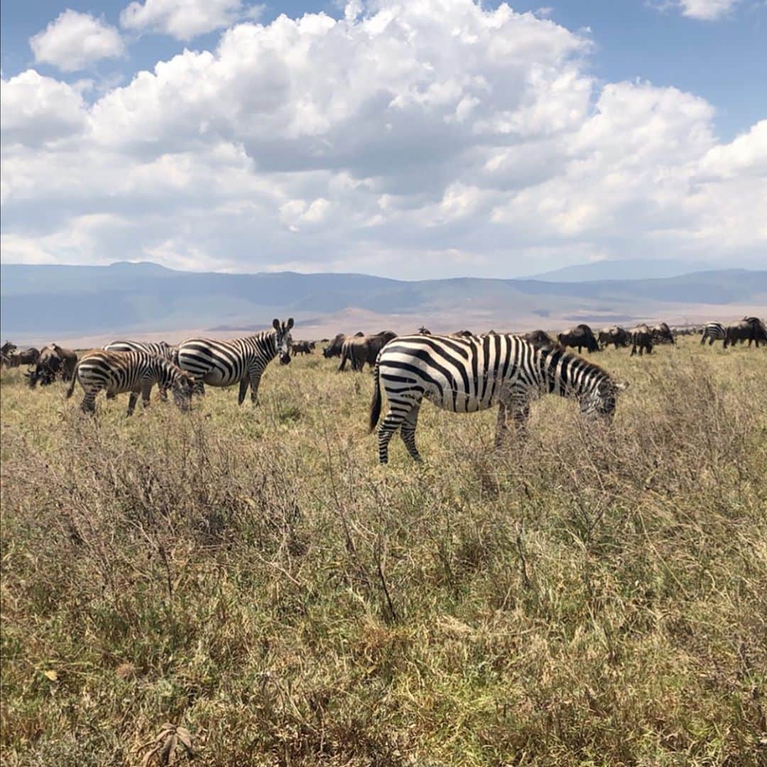のインスタグラム：「Zebra 🦓」