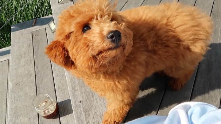 エミリー・DiDonatoのインスタグラム：「Morning routine in the Hamptons is now live on YouTube. ❤️ Link in BIO! My mornings look a little different in 2020 . Different location, new family member 🐶 etc. How has your morning routine changed this summer?」