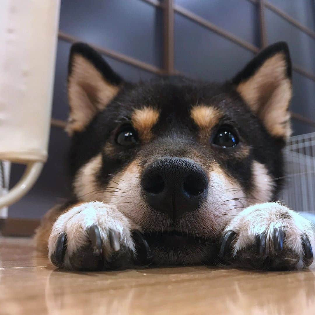 まめ丸のインスタグラム：「* * 今日もあつかったねー🐶💦 床にペタンすると つめたくてきもちいいよね🐶💓 * * #床に落ちてる系柴犬 #ふまないでね #まめ丸ツムツム * #柴犬#豆柴#柴#黒柴#犬#しばいぬ#shiba#shibainu#shibastagram#shibadog#ig_japan#ig_dogphoto#puppy#instadog#dogstagram#dog#petstagram#pet#강아지#dailyfluff#weeklyfluff#いぬのきもち#いぬのきもち部」