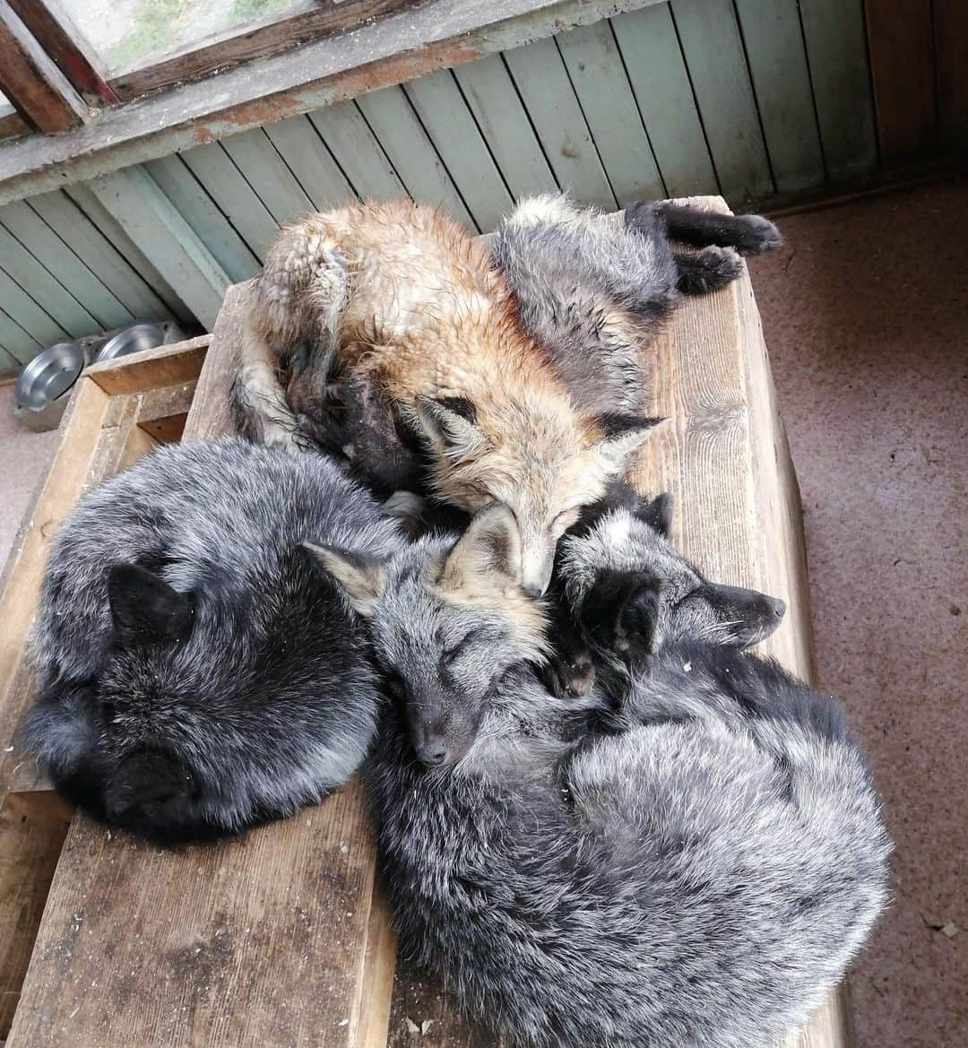 Rylaiさんのインスタグラム写真 - (RylaiInstagram)「Panda & Her Pals Project:  🦊Sunday vibe: Sleepy babies 🦊 . Pictured are 4 of the babies were are trying to bring to the center. The gorgeous cross fox (named Vlad) is Sponsored and the beautiful red fox (not named yet) is Sponsored.  The two silver babies have not been Sponsored.  . We have Sponsorship options to bring these babies to the center. Largest Sponsorship option includes naming the fox. This would be perfect for a corporation or as a gift to your fox loving love!!  . We are also doing a new fundraiser: the Fox and owl planters with succulents being spearheaded by @novacharle  . . We will have to commit to how many of the babies we can bring and we do not want to leave any behind! Do you?  Not only would they not have the amazing life of love and purpose being the voice for their captive bred and wild counterparts, but they will be separated from each other. Left behind.  . . Help us save all of Pandas Pals!!  . . You can donate directly to the fundraiser:   https://donorbox.org/help-us-save-foxes-the-panda-her-pals-project . Purchase our foxy planters as gifts for everyone!!   https://www.siberiancupcakes.com/merchandise/foxplanters . Share or even create your own fundraiser idea for us!!! . . #savinglives #foxes #vlad #crossfox #redfox #silverfox #russianbabies #fox #foxnews #sleepysunday #sunday #sundayvibes #sleepin #relax #saveafox #rescueafox #sponsorafox #love #compassion #betheirvoice #chooselove #save #russiandomesticatedfoxes #tamefox #canid #conservation #nonprofit #sandiego #socal #southerncalifornia」8月30日 23時57分 - jabcecc