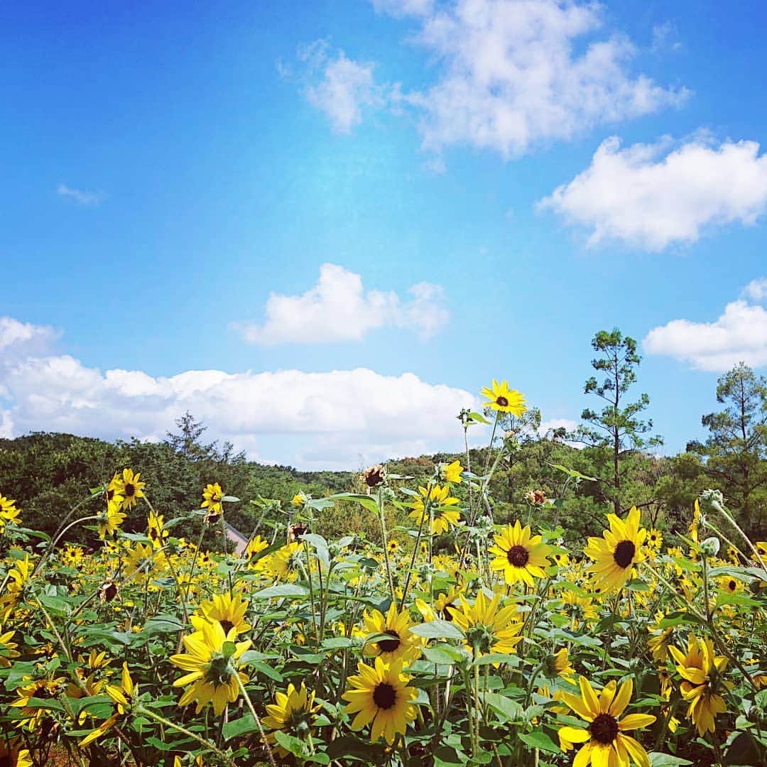 桜羽萌子さんのインスタグラム写真 - (桜羽萌子Instagram)「🌻🌻🌻  #sunflower #foto #ひまわり #ひまわり畑 #夏の思い出 #なつぞら #写真で伝えたい私の世界 #なんでもない日常に物語を #XPERIA #japan」8月31日 0時08分 - tktkpengin