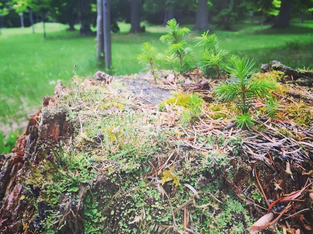 橋本昌彦さんのインスタグラム写真 - (橋本昌彦Instagram)「地球の宝  それはこのうえない 美しい自然なのだ  自然にまさる美しいものはない  地球を守ろう🌏  #地球を守ろう #美しき自然 #lifeいのち #lifeeducation」8月31日 0時10分 - masahikohashimoto