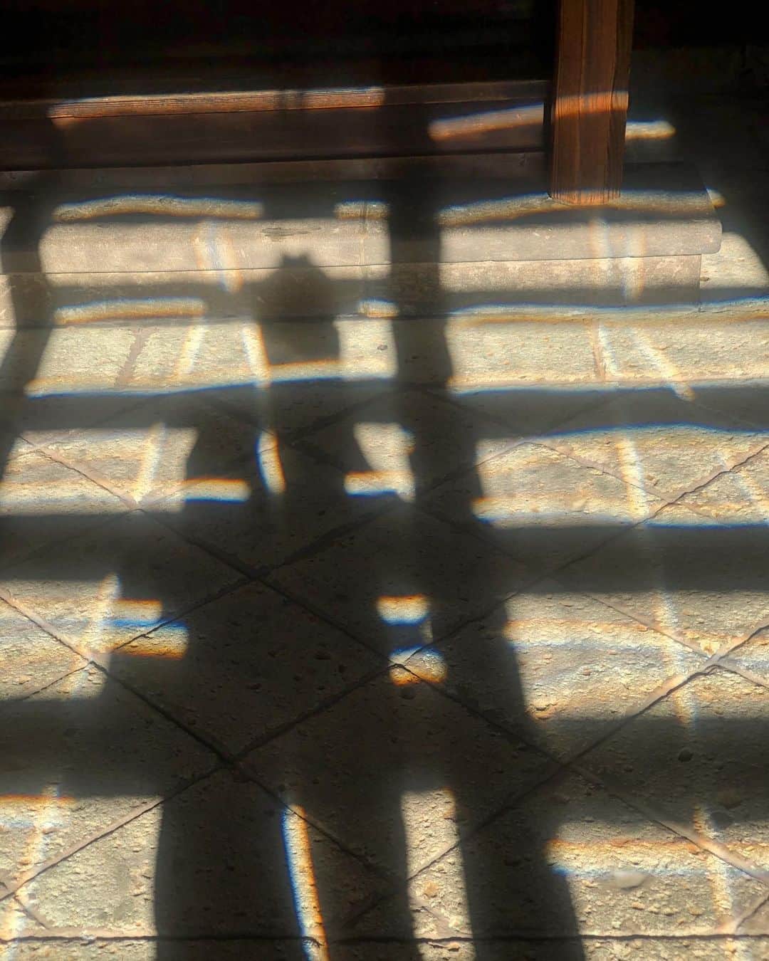 のインスタグラム：「自然が作り出す美しさ🦋✨」