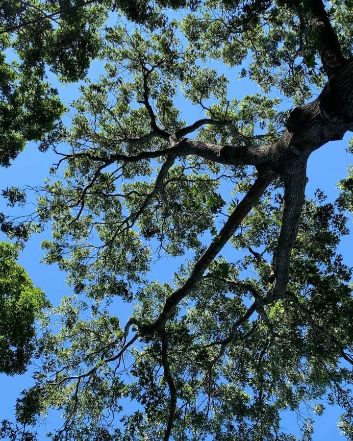 ジェニファー・エスポジートのインスタグラム：「Listen to the peace. I had the great fortune to sit under a beautiful tree in my yard and look at this crazy gorgeous blue sky this AM.  In this world of such despair right now take a minute to get some peace any way you can. It’s all a LOT. Nature never disappoints. #peaceneeded #change」