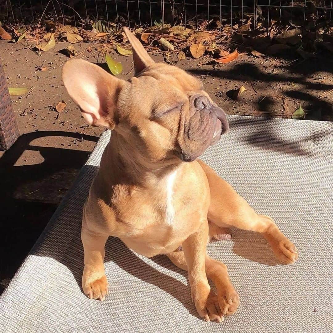8crapさんのインスタグラム写真 - (8crapInstagram)「Enjoying SUNday ☀️ - Want to get featured like them? Join “The Barked Club” on FACEBOOK and post something now! 👉 barked.com - 📷 @pastis.the.frenchie - #TheBarkedClub #barked #dog #doggo #puppy #pupper #FrenchBulldog #Frenchie #FrenchiePuppy」8月31日 1時00分 - barked