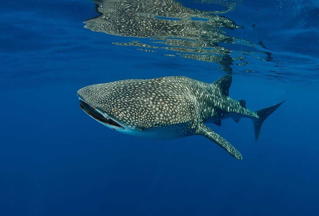 アニマルプラネットさんのインスタグラム写真 - (アニマルプラネットInstagram)「Happy International Whale Shark Day! For being the largest fish in the world, the whale shark doesn’t have an appetite for large creatures. In fact, the majority of its diet consists of zooplankton, krill, jellies and other small fish. . . . . . . #whaleshark #internationalwhalesharkday #animalplanet #theaquarium #georgiaaquarium #ocean #fish #largestfish #photooftheday #pictureoftheday」8月31日 1時00分 - animalplanet