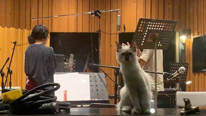 カネコアヤノのインスタグラム：「recording参加猫」