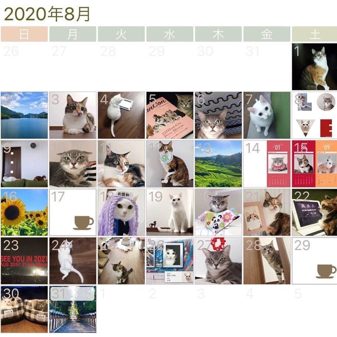 marikill66さんのインスタグラム写真 - (marikill66Instagram)「8️⃣🗓🐱🐱🐱🌻🌻🌻 * #2020年8月 #インスタカレンダー #cat #catstagram #catsofinstagram #catoftheday #instacat #vsco #marikill66 #marikill66_2020 #marikill66_08」8月31日 1時19分 - marikill66