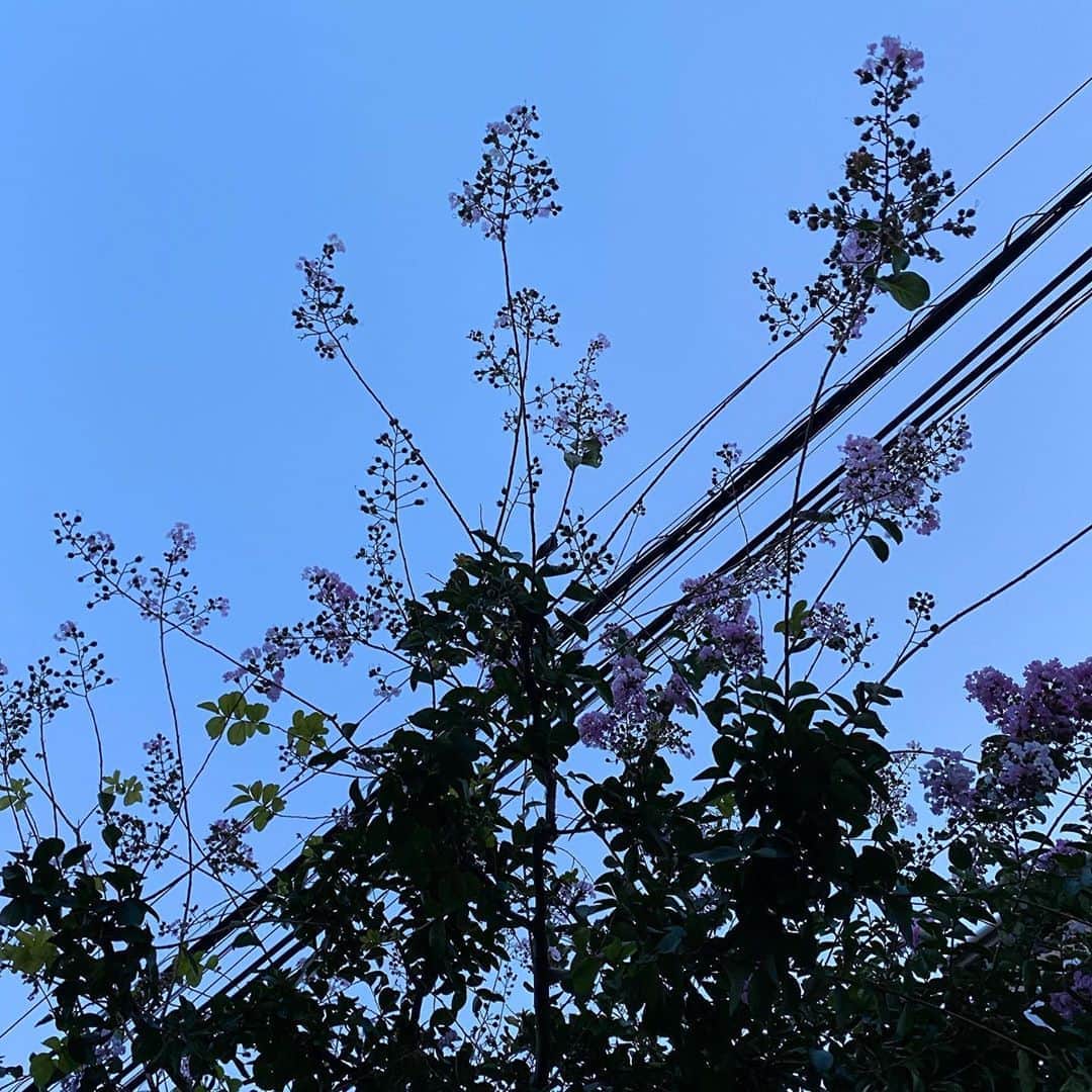 タテタカコさんのインスタグラム写真 - (タテタカコInstagram)「サルスベリみたいな木にお花咲いてました。」8月31日 1時24分 - tatetakako