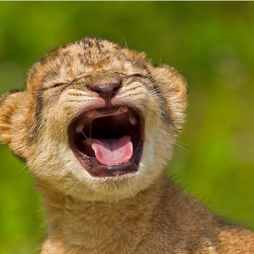 Baby Animalsさんのインスタグラム写真 - (Baby AnimalsInstagram)「RAWR! 😊」8月31日 1時45分 - thebabyanimals