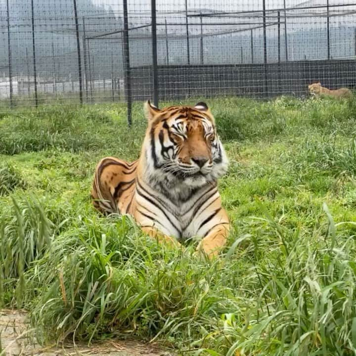 Black Jaguar-White Tiger のインスタグラム