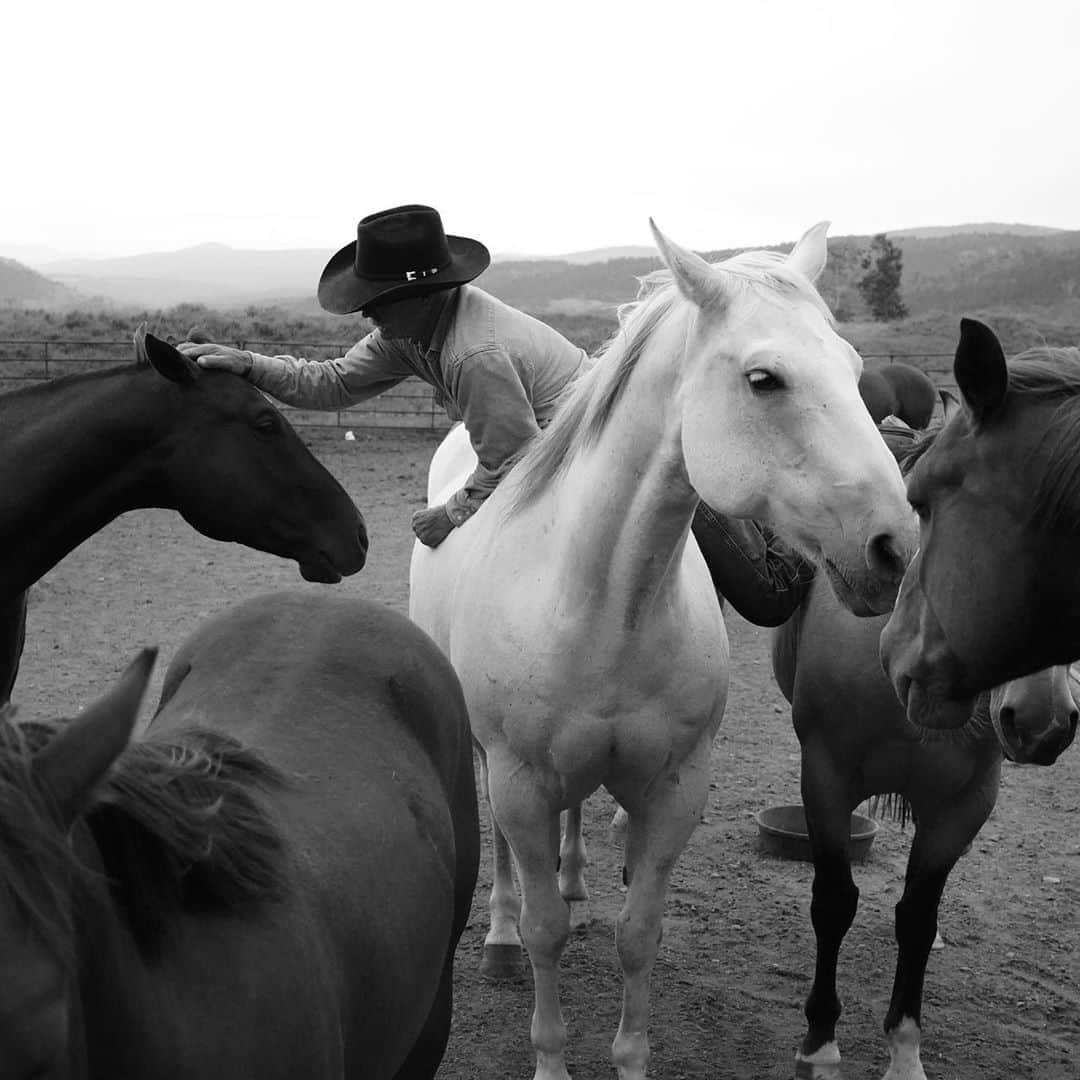 アダム・センさんのインスタグラム写真 - (アダム・センInstagram)「One of my favorite moments, seeing @grantgolliher of @diamondcrossranch climb horse to horse to love on all of them. They just started lining up. Thats what trust is all about.  #Cowboy #Horse #Love」8月31日 2時50分 - adamsenn