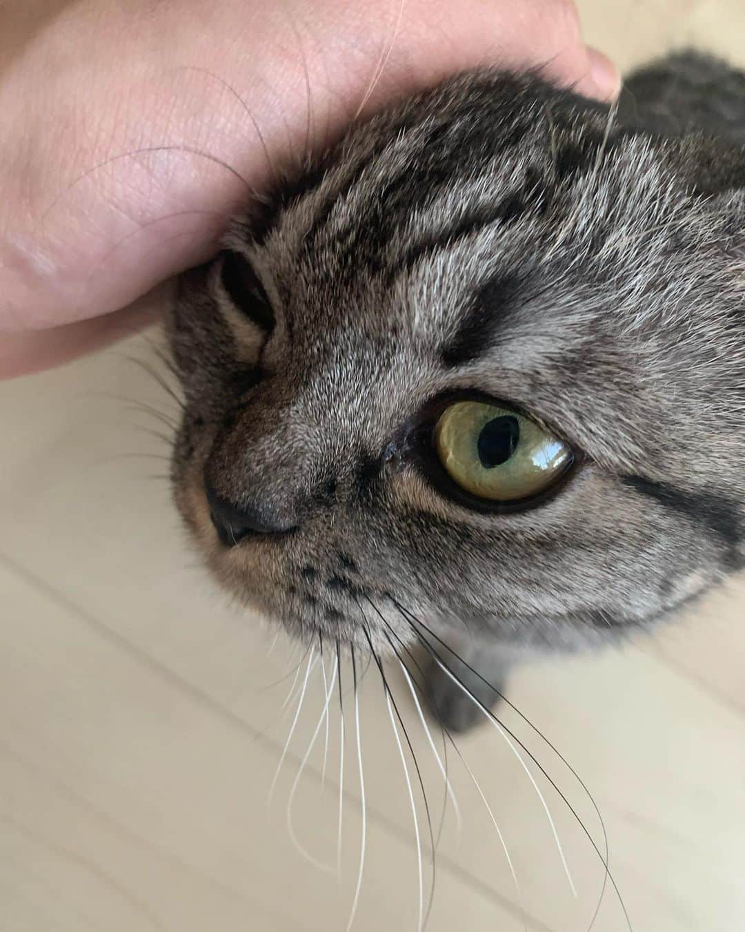 柳沢進太郎さんのインスタグラム写真 - (柳沢進太郎Instagram)「アイラブユー☝🏻 #cat #愛してる」8月31日 2時53分 - shintaro_yanagisawa