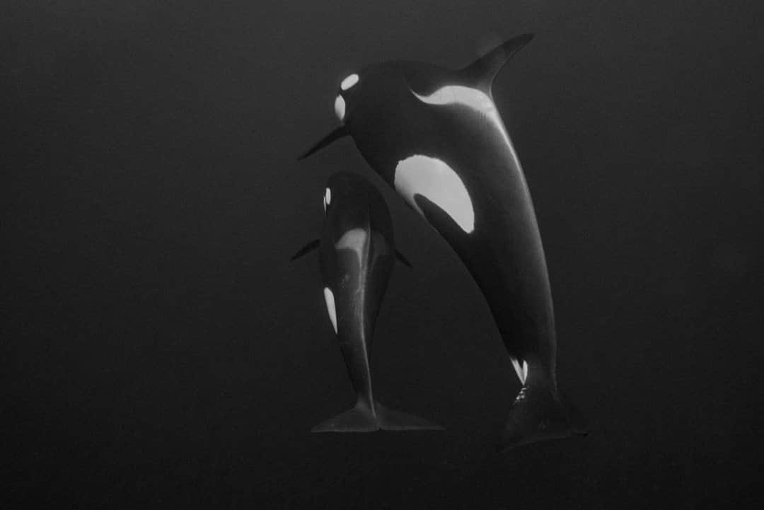 のインスタグラム：「Photo by Cristina Mittermeier @Mitty  I slipped down beneath the thin line of the surface and felt the cold, dark waters rush in around me. I scanned the area, and for a moment all I could see was an empty expanse. But then a silhouette broke through the visibility barrier, followed by a smaller shape, and I suddenly forgot the cold. I kept as still as I could and watched in awe as a mother orca and her young calf swam just beneath the surface. A series of soft clicks and whistles announced the presence of other pod members nearby, and the mother answered the calls, chatting with her family. Perhaps they were discussing my presence or maybe they were more interested in locating the herring they hunt in the great orca fjords of Norway. I kept my camera trained on the pair as they swept past me, until they disappeared into the abyss once more. Swimming with orcas is an unforgettable experience and one that must be conducted with the utmost care and respect. @PaulNicklen and I both have spent countless years as divers, researchers, and conservation photographers and our team @SeaLegacy takes pride in our ability to document wildlife without disturbing the animals. I have seen many orcas in the wild, but every encounter leaves me as thrilled and awed as the last. Their power, grace, and fierce intelligence is unmatched and I have strived to share my love for these playful giants through my photographs. Follow me @Mitty for more stories from the incredible encounters I’ve had with orcas and marine life around the world as a conservation photographer.」