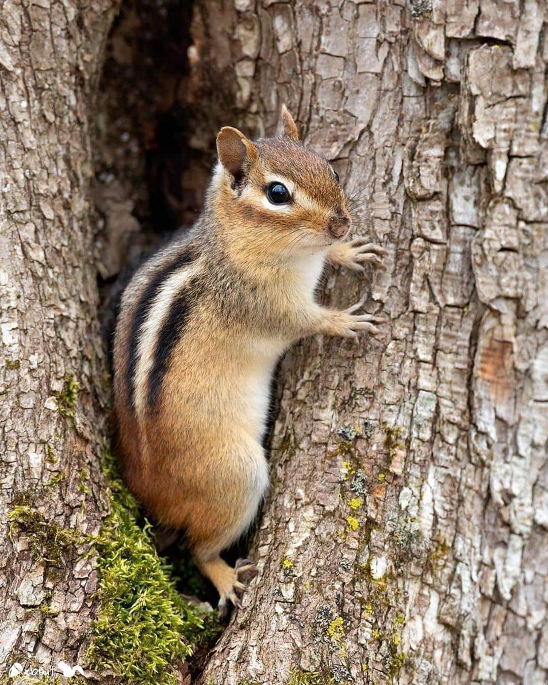 エイミー・セダリスさんのインスタグラム写真 - (エイミー・セダリスInstagram)「@nuts_about_squirrels ・・・ 🐿 P R E S E N T I N G:  🌰 @mikullashbee  Squirrel: Eastern Chipmunk ( Tamias striatus) Location: Ontario, Canada 🇨🇦  👉🏻 Posted by @sharwright14   Nuts About Hub Owner @cowpi32  Personal tag only #mikullashbee_nas #easternchipmunk_nas  #squirrelsofinstagram #squirrel #nuts_about_wildlife  #special_shotz #dream_image #earth_shotz #natureonly #cool_capture #all_perfect_shots #ig_exquisite #excellent_nature #ig_discover_wildlife #earthfocus #animalsmood #nc_cuties #wildlifeplanet #animal_sultans #9vaga_animal9 #nature_wizard #magical_shots #ipa_shots」8月31日 3時57分 - amysedaris