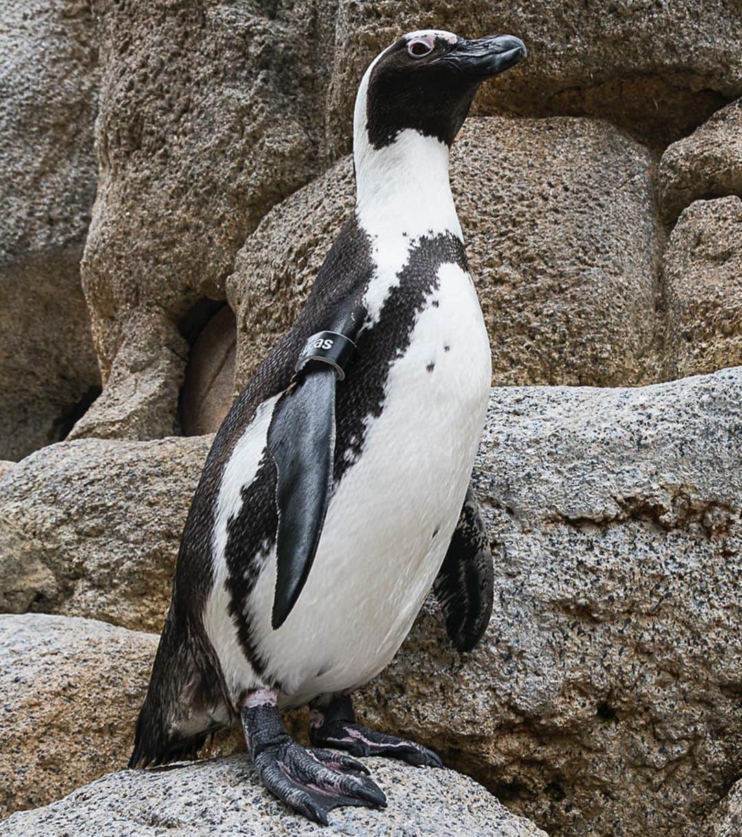 San Diego Zooさんのインスタグラム写真 - (San Diego ZooInstagram)「Keep reading to see who is peng-winng and losing this month. 🐧 Lucas is the OUTSTANDING penguin of the month. Lucas has overcome a few health challenges in the past few years, but he hasn't let that affect his birdsonality. Even after many visits from the veterinarian team, Lucas still enjoys being around his favorite wildlife care specialists. He's a special bird! 🐧 Cannon NEEDS IMPROVEMENT. He's shown very little interest in working for or defending a nest box this season. Cannon would rather socialize in the beach cave and occasionally make a nest when he's in the mood. Of course, that only happens when wildlife care specialists are doing the morning cleaning, so Cannon proceeds to chase after them, prolonging the inevitable. He needs to settle in a safe, dry box with his mate Gayle asap. 🐧 #PenguinProgressReport #SanDiegoZoo #PengwinningContent #EndangeredSpecies」8月31日 4時32分 - sandiegozoo