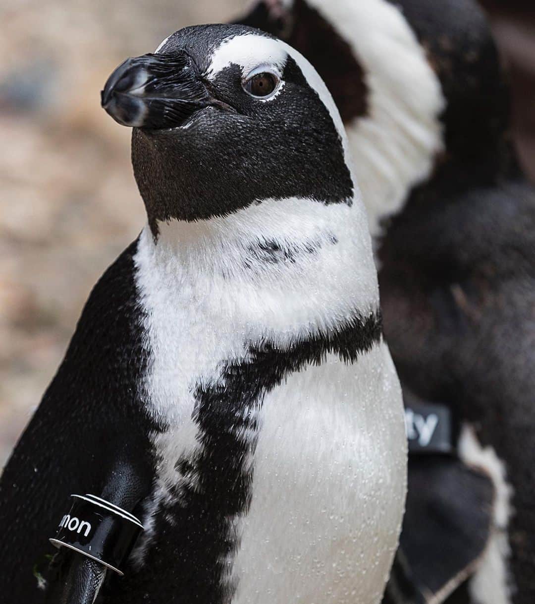San Diego Zooさんのインスタグラム写真 - (San Diego ZooInstagram)「Keep reading to see who is peng-winng and losing this month. 🐧 Lucas is the OUTSTANDING penguin of the month. Lucas has overcome a few health challenges in the past few years, but he hasn't let that affect his birdsonality. Even after many visits from the veterinarian team, Lucas still enjoys being around his favorite wildlife care specialists. He's a special bird! 🐧 Cannon NEEDS IMPROVEMENT. He's shown very little interest in working for or defending a nest box this season. Cannon would rather socialize in the beach cave and occasionally make a nest when he's in the mood. Of course, that only happens when wildlife care specialists are doing the morning cleaning, so Cannon proceeds to chase after them, prolonging the inevitable. He needs to settle in a safe, dry box with his mate Gayle asap. 🐧 #PenguinProgressReport #SanDiegoZoo #PengwinningContent #EndangeredSpecies」8月31日 4時32分 - sandiegozoo