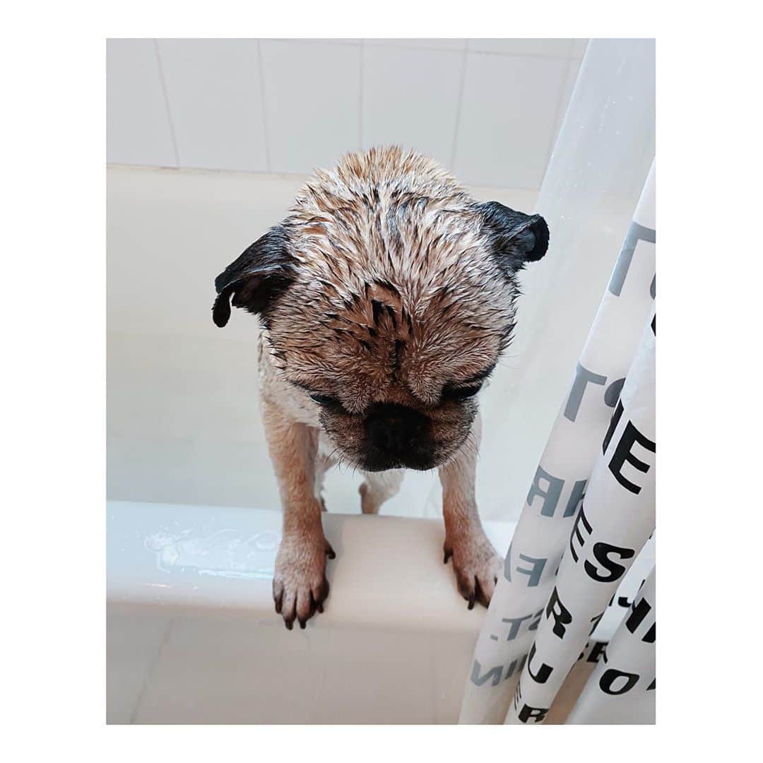 のインスタグラム：「💦pig💦 #DailyPug #LeicaHarrietPancakes #Pug #pugsofinstagram」