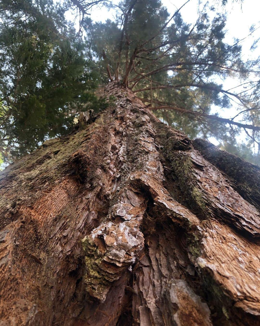 コンスタンス・ジマーさんのインスタグラム写真 - (コンスタンス・ジマーInstagram)「“Of all the paths you take in life, make sure a few of them are dirt.” #johnmuir  I went to the mountains to see the trees, the waterfalls and the swimming holes...I found myself again. Give yourself a moment everyday to find yourself and feel those feelings, so you can continue to go about your day, your week, your month, your year. Life is precious. You never know what someone else is going through. Above all BE KIND to strangers, BE KIND to yourself and BE KIND to the earth! #sundayselfie」8月31日 4時49分 - constancezimmer