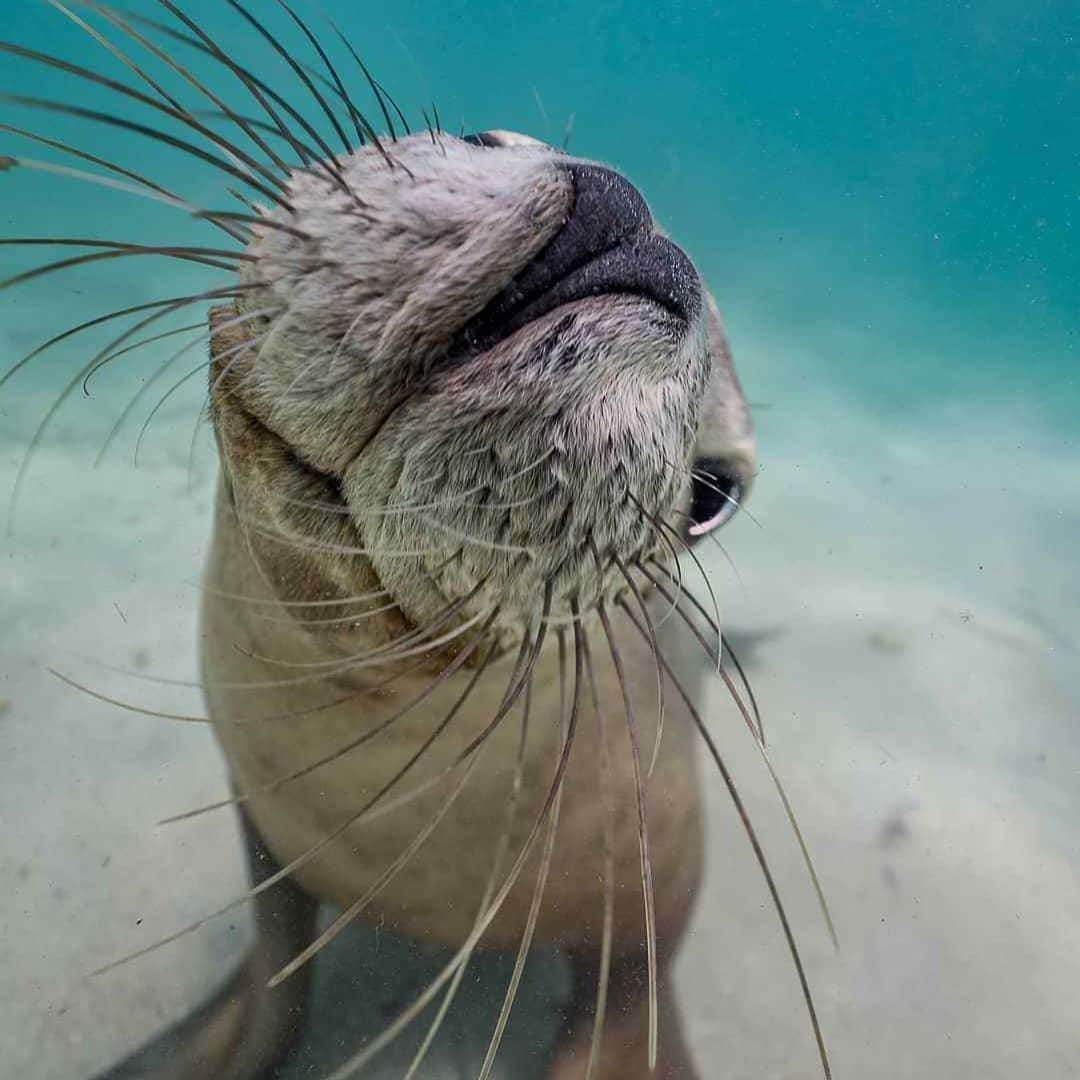 Australiaさんのインスタグラム写真 - (AustraliaInstagram)「Hamish certainly isn’t camera shy, he’s always striking the seal-iest poses! 😜📷 @dylan.dehaas captured this friendly critter playing in the crystal clear waters of #CarnacIslandNationalPark off the coast of @westernaustralia. Only a short boat ride from @VisitPerth or @VisitFremantle, #CarnacIsland is home to the Australian sea lion, the rarest sea lion species in the world and the only one found solely in Australia. If you want to meet these cheeky locals and experience the magic of this idyllic island for yourself, a visit here is one for the travel bucket-list! #seeaustralia #westernaustralia #visitperth」8月31日 5時02分 - australia