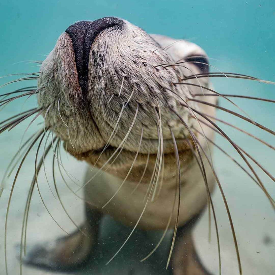 Australiaさんのインスタグラム写真 - (AustraliaInstagram)「Hamish certainly isn’t camera shy, he’s always striking the seal-iest poses! 😜📷 @dylan.dehaas captured this friendly critter playing in the crystal clear waters of #CarnacIslandNationalPark off the coast of @westernaustralia. Only a short boat ride from @VisitPerth or @VisitFremantle, #CarnacIsland is home to the Australian sea lion, the rarest sea lion species in the world and the only one found solely in Australia. If you want to meet these cheeky locals and experience the magic of this idyllic island for yourself, a visit here is one for the travel bucket-list! #seeaustralia #westernaustralia #visitperth」8月31日 5時02分 - australia