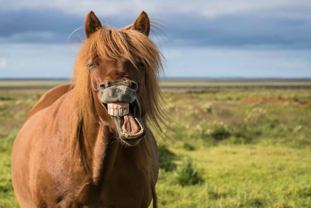 CANON USAさんのインスタグラム写真 - (CANON USAInstagram)「#CaptionThis! Share a caption for this silly horse in the comments below!  Camera: #Canon EOS 80D Lens: EF-S 18-135mm f/3.5-5.6 IS USM」8月31日 5時28分 - canonusa