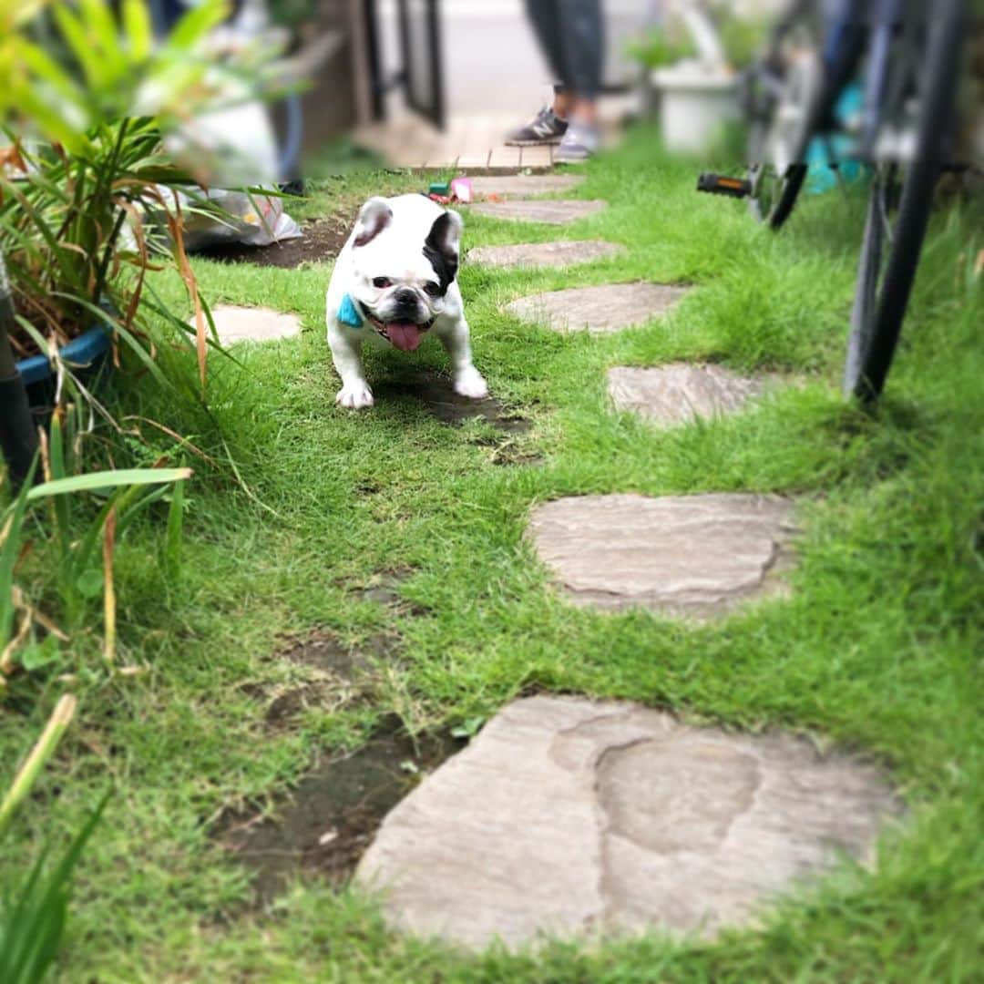 進藤やす子のインスタグラム：「✳︎ 朝んぽ🐾から帰ってきたふうちゃん🐼  . 私に向かって猛ダッシュしてきてくれるの可愛いすぎる🥰 . . #週末ふうちゃん時間 #ふうちゃん🐼 #ふうちゃんぽ🐾 #ふうこ日記 #ふがれす卒業生 #フレンチブルドッグ #フレンチブルドッグパイド #保護犬出身 #元保護犬」