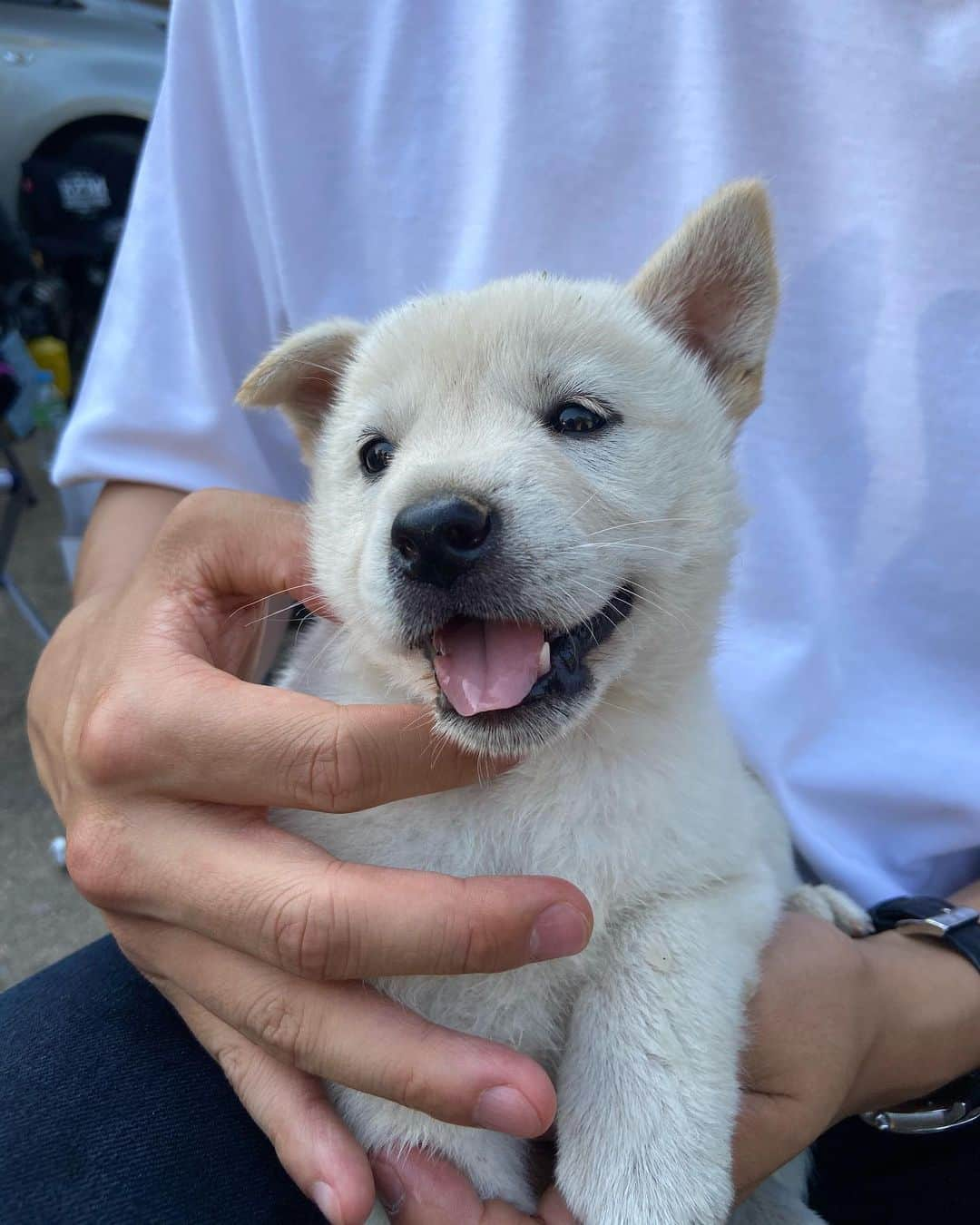 さんのインスタグラム写真 - (Instagram)「출연진중 귀여움 1등 장군이  이름은 장군인데 딸인건 비밀... 🤙🏻🥰  너무 귀여워서 심장 터질뻔...   #미씽그들이있었다  #ocndrama  #댕댕이 #댕댕댕 #시고르자브종 #백구」8月31日 16時34分 - actor_hajun