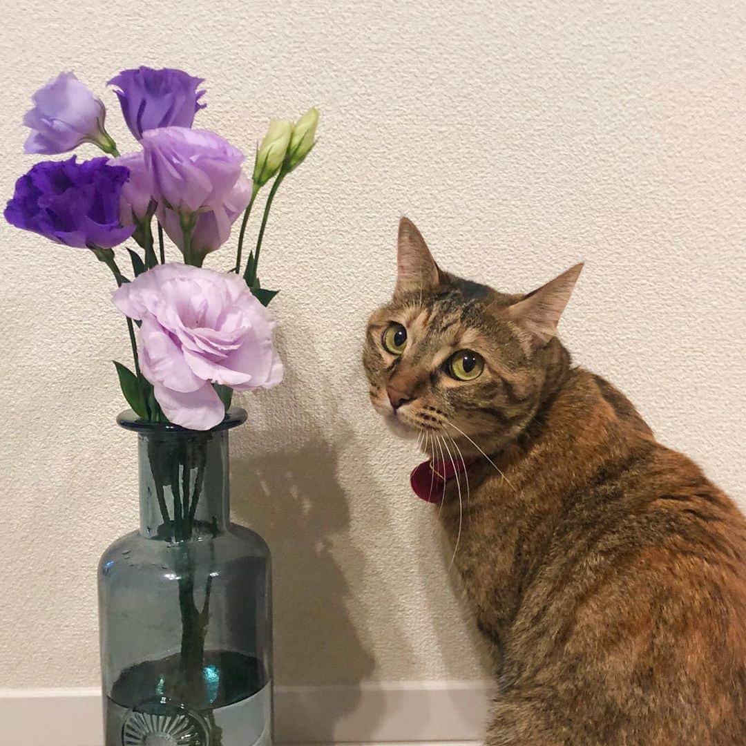 福田多希子さんのインスタグラム写真 - (福田多希子Instagram)「美人だよ💜 好きな色と🐈  #トルコキキョウ #lavendercolor  #キジトラ#猫 #保護猫 #溺愛 #娘 #お花のある暮らし」8月31日 16時42分 - yomeponta