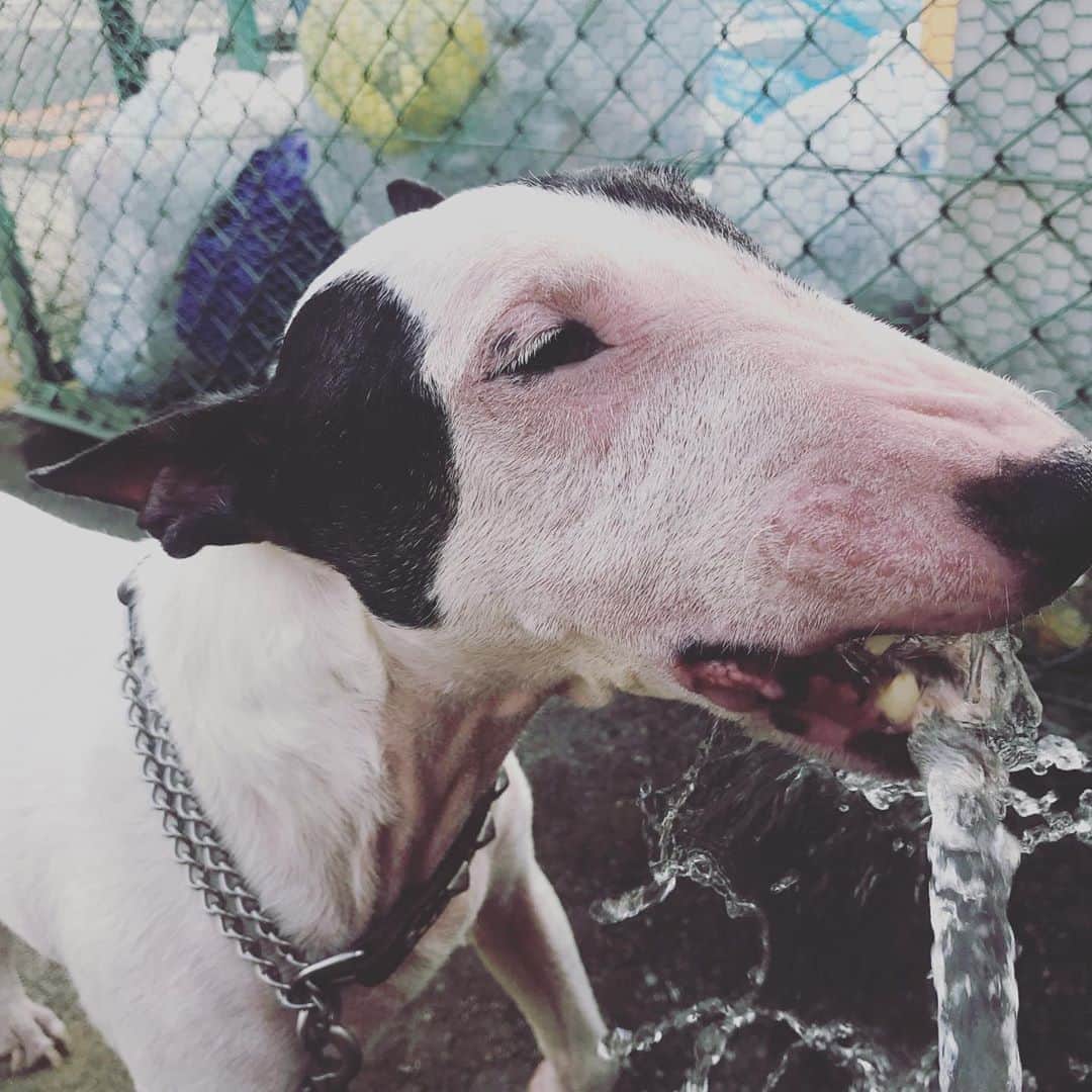 Q太郎さんのインスタグラム写真 - (Q太郎Instagram)「#minituru#bull#terrier#minibullterrier#miniturubullterrier#dog#dogstagram#cute#qtaro#love#family#ミニチュア#ブルテリア#ミニチュアブルテリア#Q太郎」8月31日 16時42分 - qtaro.jun