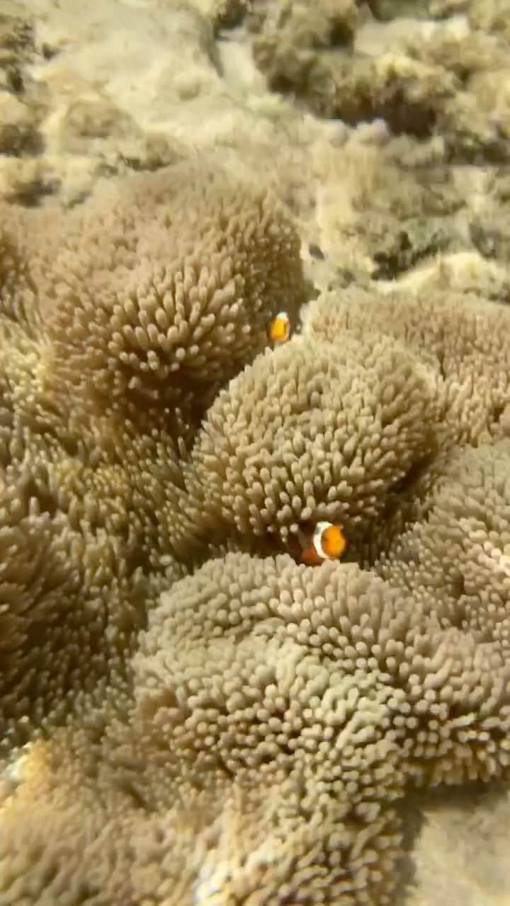 のインスタグラム：「small Nemo🧡🖤🤍  #underwater #underwaterworld #underwaterphotography」