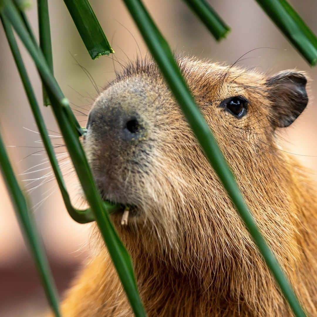 タロンガ動物園のインスタグラム