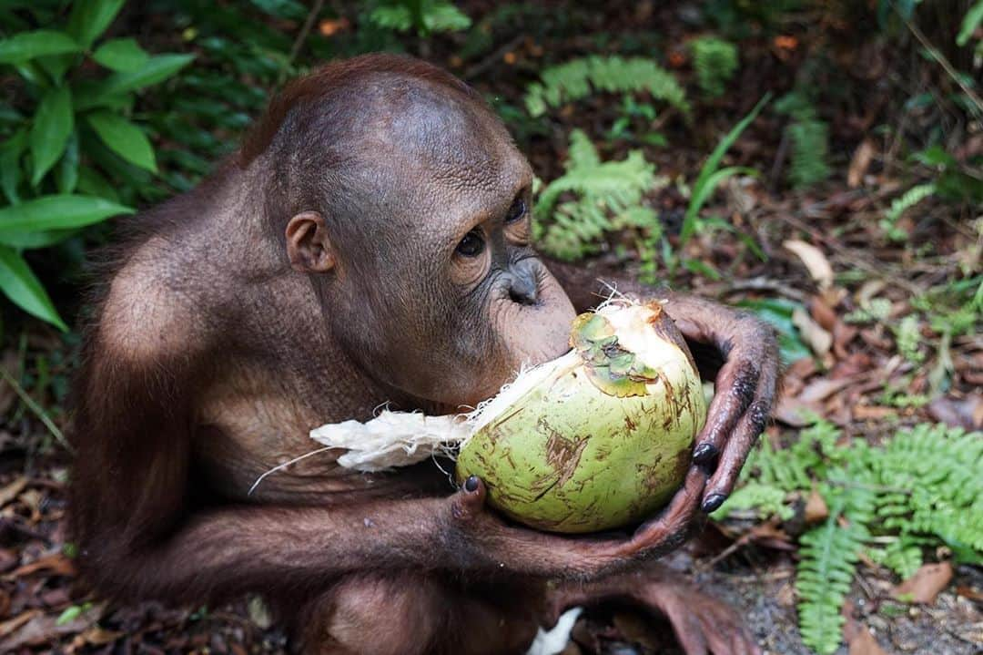 OFI Australiaさんのインスタグラム写真 - (OFI AustraliaInstagram)「#Orangutans love #coconuts, cracking them open by slamming them on the ground, smashing two together, or using their sharp teeth! To mimic the day-long foraging behavior of wild orangutans, the OFI Care Centre orphans are fed several meals throughout the day. The daily special is whatever is seasonally available. Depending on the time of the year, that might mean coconuts!  _____________________________________ 🦧 OFIA Founder: Kobe Steele kobe@ofiaustralia.com  OFIA Patron: Dr Birute Galdikas @drbirute @orangutanfoundationintl @orangutan.canada www.orangutanfoundation.org.au 🦧 🧡 🦧 #orangutan #orphan #rescue #rehabilitate #release #BornToBeWild #Borneo #Indonesia #CampLeakey #orangutans #savetheorangutans #sayNOtopalmoil #palmoil #deforestation #destruction #rainforest #photooftheday #environment #nature #instanature #endangeredspecies #criticallyendangered #wildlife #orangutanfoundationintl #ofi #drbirute #ofiaustralia #FosterAnOrangutanToday」8月31日 17時01分 - ofi_australia