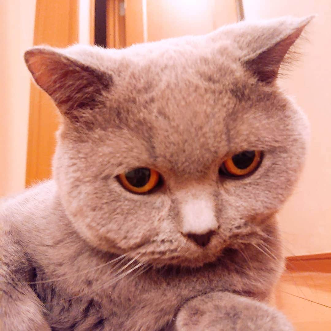 KAORUさんのインスタグラム写真 - (KAORUInstagram)「はぁ～ 可愛い(ノ´∀｀*)  #Marvelouspro #ブリティッシュショートヘア  #諭吉 #元保護猫  #猫」8月31日 8時08分 - yukisaku_88