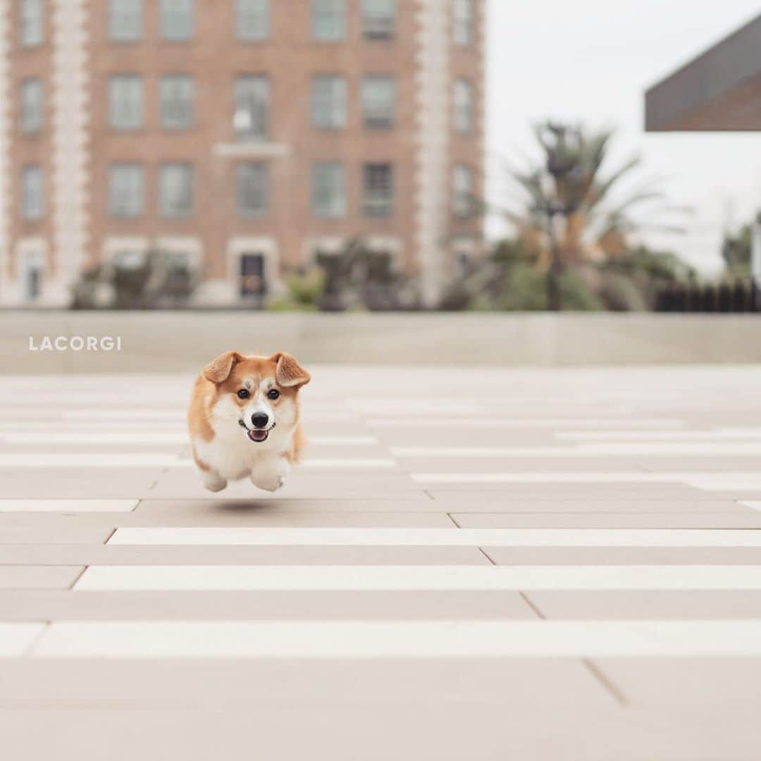 Geordi La Corgiさんのインスタグラム写真 - (Geordi La CorgiInstagram)「Training a solid recall is one of the most important things you can teach a puppy! ⁣ ⁣ We’re so excited to be partnering with @oneminddogs. When we brought Scotty home a couple of months ago, we couldn’t find ANY in-person training classes nearby due to the pandemic. ⁣ ⁣ Luckily, OneMind Dogs launched their online puppy training program, and it’s made a huge difference for Scotty already! We’ll be posting his training progress in our stories, so keep an eye out for those. ⁣ ⁣ See the link in bio to get a special discount for puppy training! #ad」8月31日 8時16分 - lacorgi