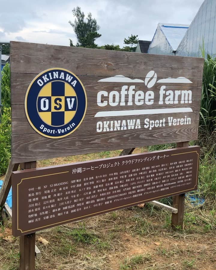 のインスタグラム：「メイサーク（台風9号）が来る前にコーヒーチェック。 台風対策はしてますがどうなるか？ メイサークは風が凄そうなので心配。 コーヒーは順調に成長してます。 #沖縄コーヒー #コーヒーの実 #メイサーク」