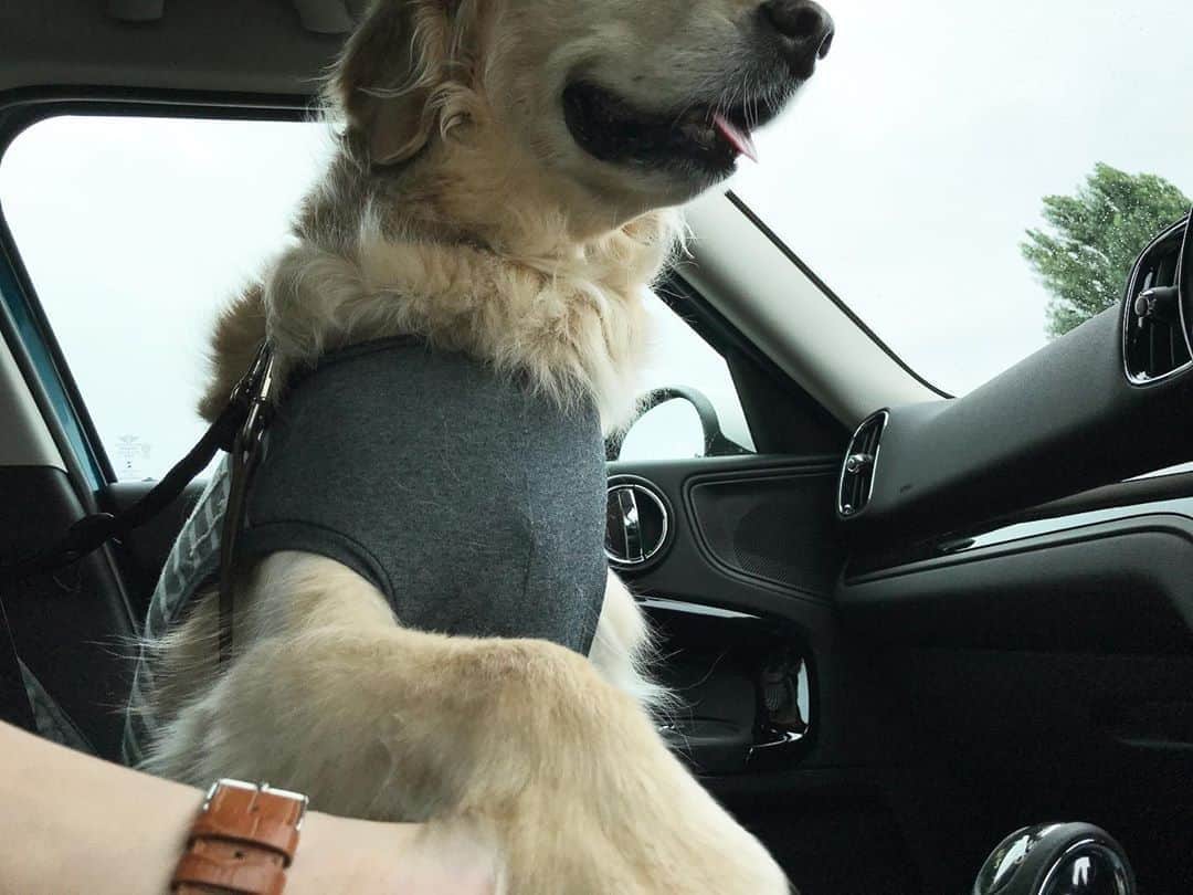 ともさんのインスタグラム写真 - (ともInstagram)「車を買い替えて、後ろのシートをまだ犬使用にしていないので、体毛が良く抜ける彼を助手席に乗せました。 * 助手席から熱い吐息を吹きかける彼。 * 時々手を握ってと言う彼。 * 勝手にナビを操作する彼。 * この彼は助手席むきではありません🤣 * #MINI #ゴールデンレトリバー　#こーる君12歳」8月31日 8時49分 - tomowithdog