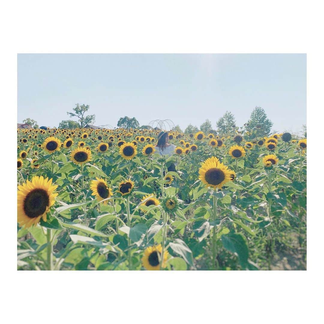 宮崎梨緒さんのインスタグラム写真 - (宮崎梨緒Instagram)「🌻🌻🌻 * ちょうど誕生日に満開やった！ 一面大好きなひまわりで幸せでした♡ *  #ハーベストの丘 #ハーベストの丘2020夏のフォトコンテスト  #ひまわり #sunflower #해바라기  #instagood #데일리」8月31日 8時49分 - miyazakirio