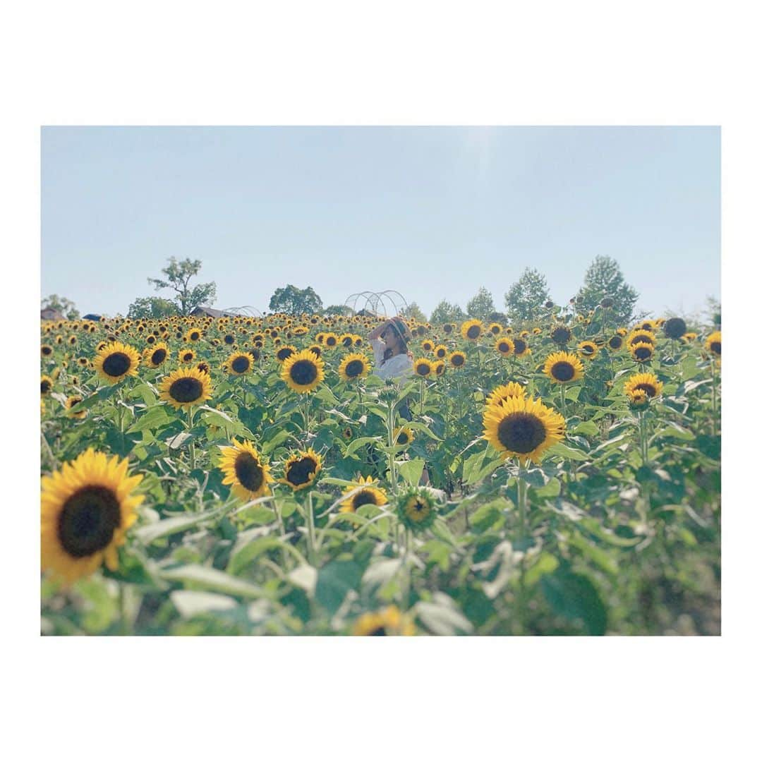 宮崎梨緒さんのインスタグラム写真 - (宮崎梨緒Instagram)「🌻🌻🌻 * ちょうど誕生日に満開やった！ 一面大好きなひまわりで幸せでした♡ *  #ハーベストの丘 #ハーベストの丘2020夏のフォトコンテスト  #ひまわり #sunflower #해바라기  #instagood #데일리」8月31日 8時49分 - miyazakirio