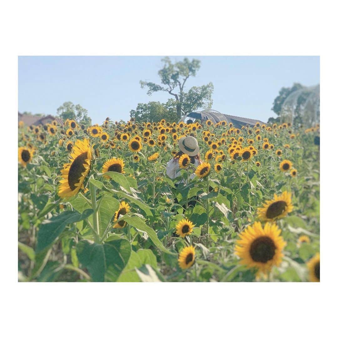 宮崎梨緒さんのインスタグラム写真 - (宮崎梨緒Instagram)「🌻🌻🌻 * ちょうど誕生日に満開やった！ 一面大好きなひまわりで幸せでした♡ *  #ハーベストの丘 #ハーベストの丘2020夏のフォトコンテスト  #ひまわり #sunflower #해바라기  #instagood #데일리」8月31日 8時49分 - miyazakirio